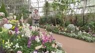 アネモネやラナンキュラスが競演　県総合グリーンセンター“タマネギハウス”が春の装いに　福井