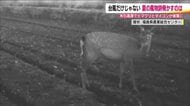 夏の景色に異変　満開のヒマワリが…犯人はシカ　福島・郡山布引高原　被害は特産のダイコンにも