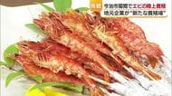 「味が濃い」今治市菊間でエビを「陸上養殖」　挑戦は次なるステージへ「菊間ブランド世界へ」【愛媛】