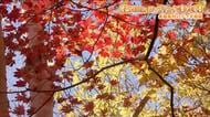 パッチワークのような色合い　裏磐梯・デコ平湿原は紅葉が見ごろ　ロープウェイで楽しむ　福島・北塩原村