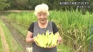 タケノコのような食感 秋の隠れた味覚『マコモダケ』の収穫【熊本】