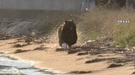 日本三景「天橋立」にクマ出没　走り回ったり海を泳ぐも麻酔銃2発で捕獲　体長137cmオスのツキノワグマ