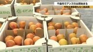 「ぜひ生で味わって」　特産のアンズの出荷が本格的に始まる　心配された凍霜害も無く高品質の実に　出荷は7月上旬まで続く　