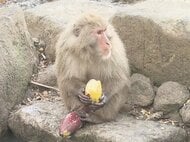 石に叩きつけて柔らかく…サルのために焚火でつくった20キロもの焼き芋 100匹超による熾烈な争奪戦に