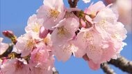 早咲きの「安行桜」が見頃　埼玉・川口市で一足早い春　9日には満開