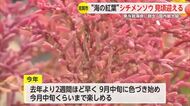 国内最大級の群生地　東与賀海岸で“海の紅葉”「シチメンソウ」見頃 【佐賀県佐賀市】