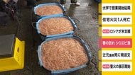 春の訪れシロエビ漁 富山・新湊漁港で