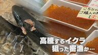 「許せない」サケの不漁続く中…価格高騰する“イクラ”狙い密漁か【新潟発】 