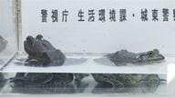 食用ウシガエルはキロ4000円・カミツキガメは5500円…特定外来生物を販売目的で飼育容疑で食品会社社長ら書類送検　警視庁