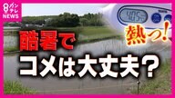 「お風呂の温度」田んぼの水温40度超え！早すぎる猛暑で稲が窒息死…今年の新米は大丈夫か