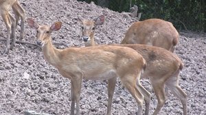 絶滅危機から回復へ…タイ・希少動物保護の取り組み