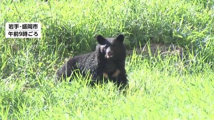 岩手・盛岡市役所付近にクマ出没　札幌では道内初の緊急銃猟を一時判断　秋田・湯沢市のクマは住宅に“居座り”4日目
