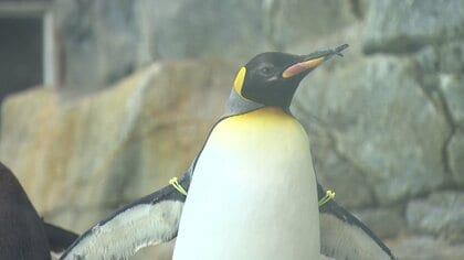 お見合いへ！長崎生まれの17歳キングペンギン「ジュン」のんびり屋のオス　繁殖のため東京へ旅立ち