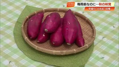 【高知】早くもサツマイモの収穫　皮ごし食べる上品な甘みの《土佐紅》関東に出荷
