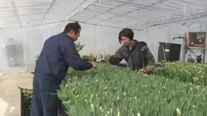 卒業式シーズンでチューリップ切り花の出荷最盛期　式典で贈る花束として人気