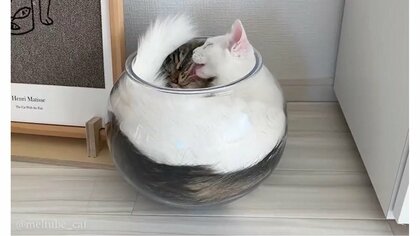ぎゅうぎゅうの猫2匹で作られた“コーヒーゼリー”!? 先輩猫と一緒にいたい…飼い主「さすがに狭すぎるでしょ」