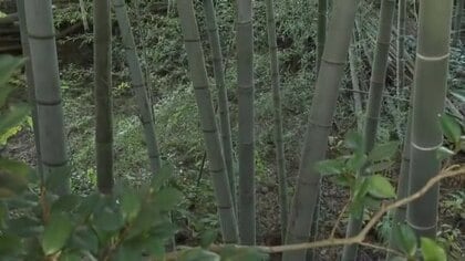 クマ緊急銃猟  滑川市のスーパー農道付近の茂み  体長70センチのクマ1頭を駆除  県内4例目