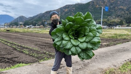 重さ6.2キロ! “巨大な小松菜”が収穫され話題…なぜそんなに大きいの? 生産者に聞いた