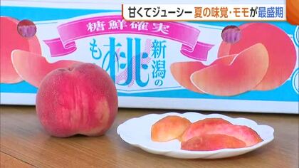 糖度13度以上！？甘くてジューシー“モモ”の出荷最盛期！楽しみ方は様々「凍らせてアイスティーに」新潟・加茂市