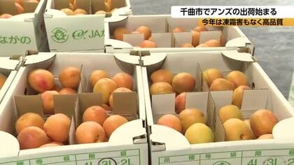 「ぜひ生で味わって」　特産のアンズの出荷が本格的に始まる　心配された凍霜害も無く高品質の実に　出荷は7月上旬まで続く　