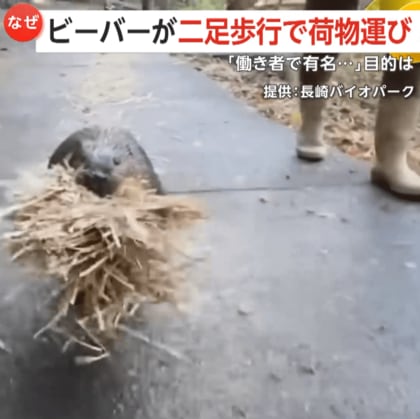 「働き者で有名」“二足歩行”のビーバー　建築技術は大工も負けず劣らず…資材運び、木を切り倒して巣作り　長崎バイオパーク