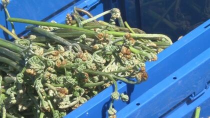 約10kg収穫！小学生が「ワラビ採り」　山菜シーズン突入　暖かさで成長進む　長野・飯田市　