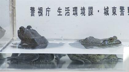 食用ウシガエルはキロ4000円・カミツキガメは5500円…特定外来生物を販売目的で飼育容疑で食品会社社長ら書類送検　警視庁