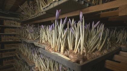 世界で愛される香辛料「サフラン」日本の“8割”を生産する竹田市の秘密【大分発】