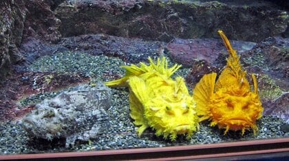 「金・銀・銅」3匹のオニオコゼが“メダル色”で揃い踏み…なぜこんな色なのか水族館に聞いた