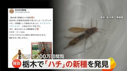 chinami様確認用ページ （ハチの新種にSNS“20万回閲覧” 栃木県の