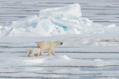 北極の海氷域面積　2年連続で観測史上最小更新　去年より約3万平方㎞減　気候や海洋環境に影響及ぼすおそれ