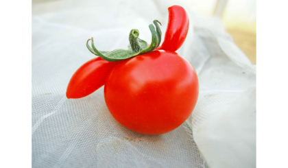 「形が悪く売れないトマト」をTwitterに投稿したら購入者が続々…トマト農家が感じた“優しい世界”