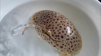 水鉄砲遊びをしている？“ぴゅ～っ”と水を噴き出すドット模様のカニがかわいい…何をしていたのか水族館に生態を聞いた