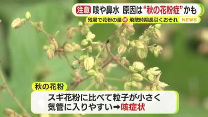 静岡県内は各地で今季一番の冷え込み　咳や鼻水…原因は“秋の花粉症”の可能性　残暑で花粉の飛散時期長引く恐れも