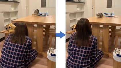 「だるまさんが転んだ」ができる子猫に悶絶! 最後はタッチ失敗でわちゃわちゃ…遊び方分かってるの? 飼い主に聞いた