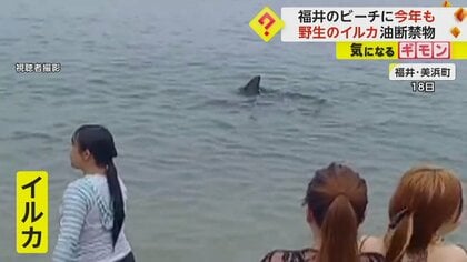 イルカに近づかないように」今年も野生イルカがビーチに… 男性が右腕か