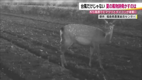 夏の景色に異変　満開のヒマワリが…犯人はシカ　福島・郡山布引高原　被害は特産のダイコンにも