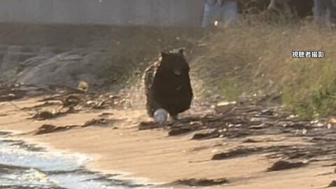 日本三景「天橋立」にクマ出没　走り回ったり海を泳ぐも麻酔銃2発で捕獲　体長137cmオスのツキノワグマ