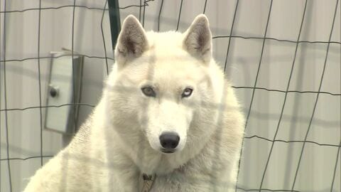 【体重20キロ超のウルフドッグ逃走】92歳女性を襲い全治2カ月の重傷…飼い主逮捕 過去にも同様事案で町から行政指導 異例の「法的強制力持つ改善命令」も検討へ〈北海道奈井江町〉