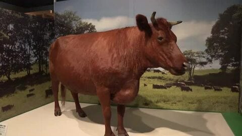 物流の要だった牛に焦点を当てた企画展　江戸末期に描かれた巻物も展示　岩手県奥州市