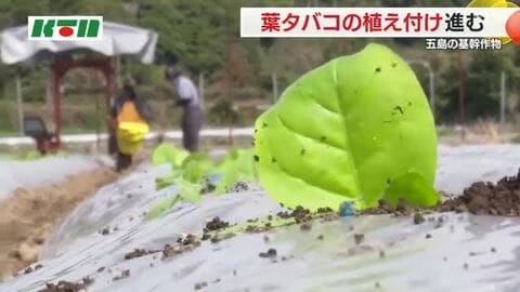  五島で葉タバコの植え付け始まる 農家の安定収入も値上げや後継者不足 「禁煙で消費は減っている」