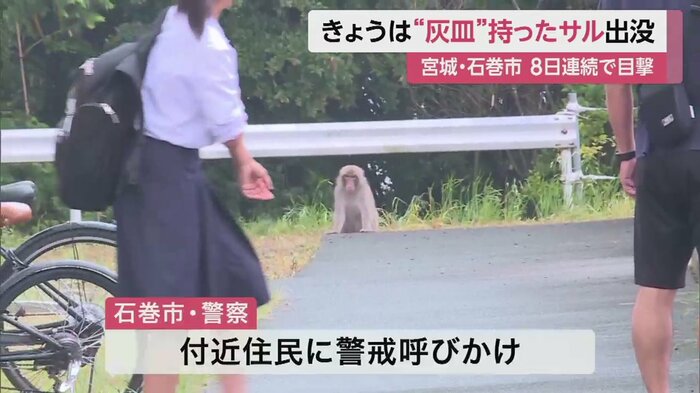 子どもらも通る道で、じっと座って見ているサル