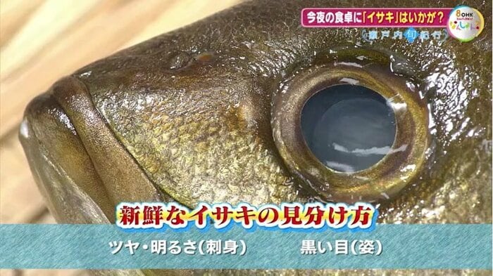 新鮮なイサキの見分け方