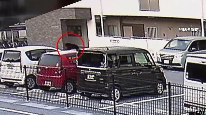駐車場を駆け回るクマ