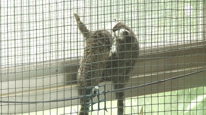 成獣でも手のひらサイズ
