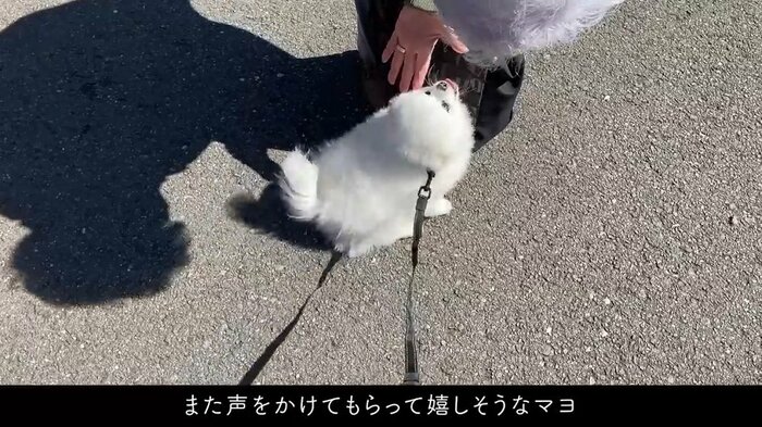 「かわいい」とよしよしされてマヨちゃんうれしそう