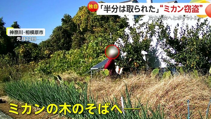 ミカンの木に近寄る人物（FNN投稿サイト「ビデオPost」）