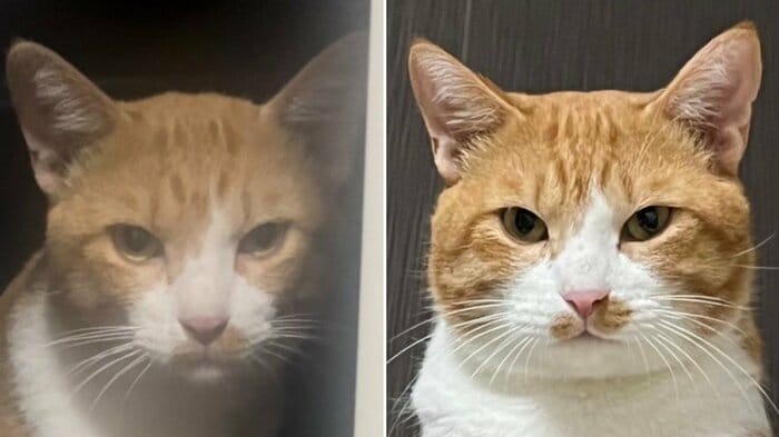 野良猫時代(左)と保護後のきなこくん。ふっくらした