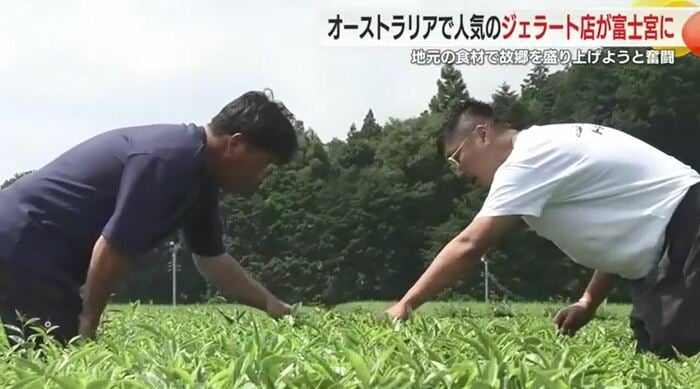ヤマサン渡辺製茶の茶園