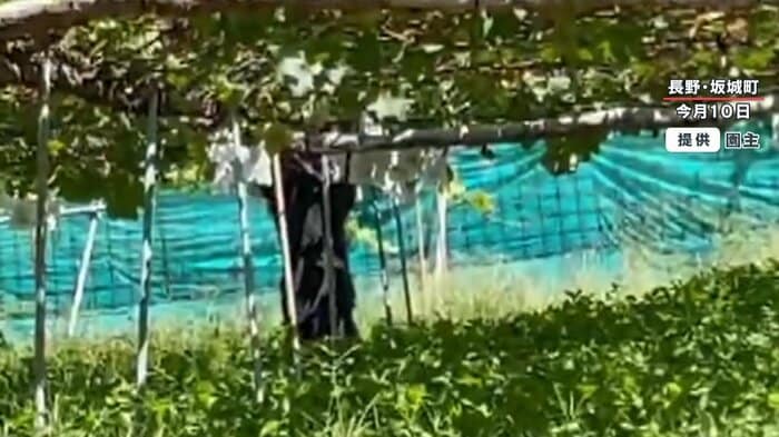 器用に二本足で立ち上がる